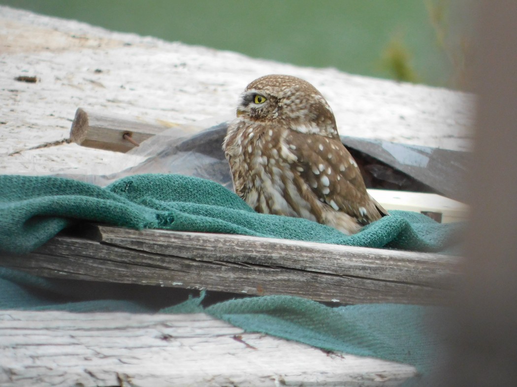 Little Owl