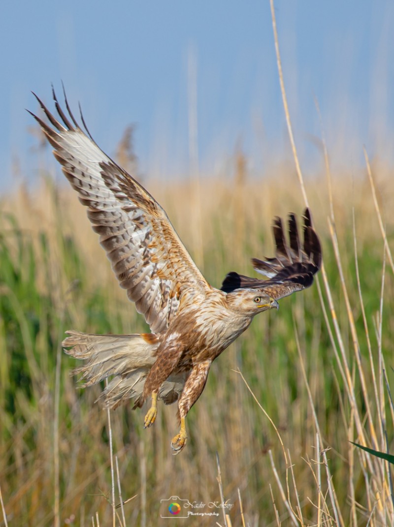 Long-legged Buzzard