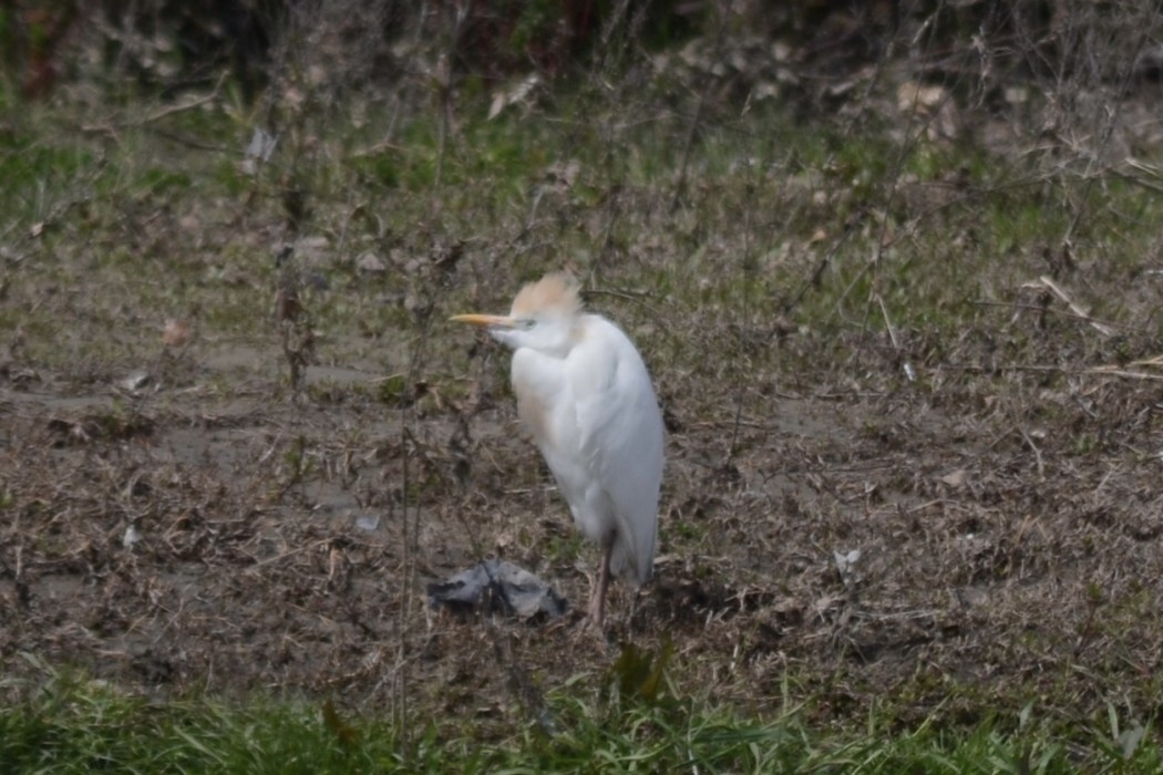 Western Cattle Egret