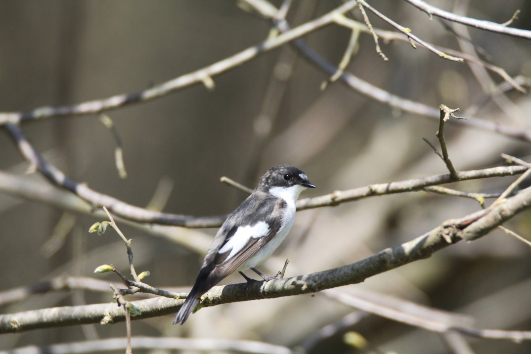 European Pied Flycatcher