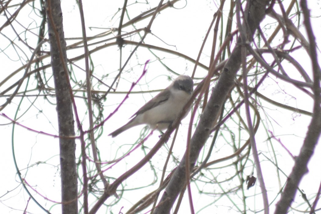 Lesser Whitethroat