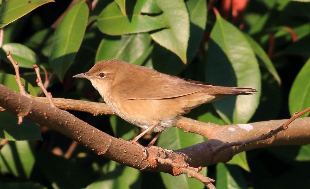 Savi`s Warbler