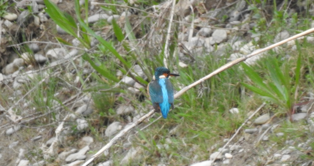 Common Kingfisher