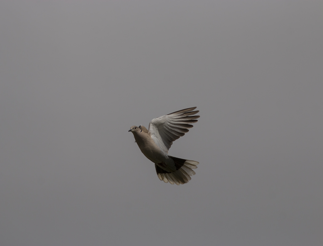 Eurasian Collared Dove