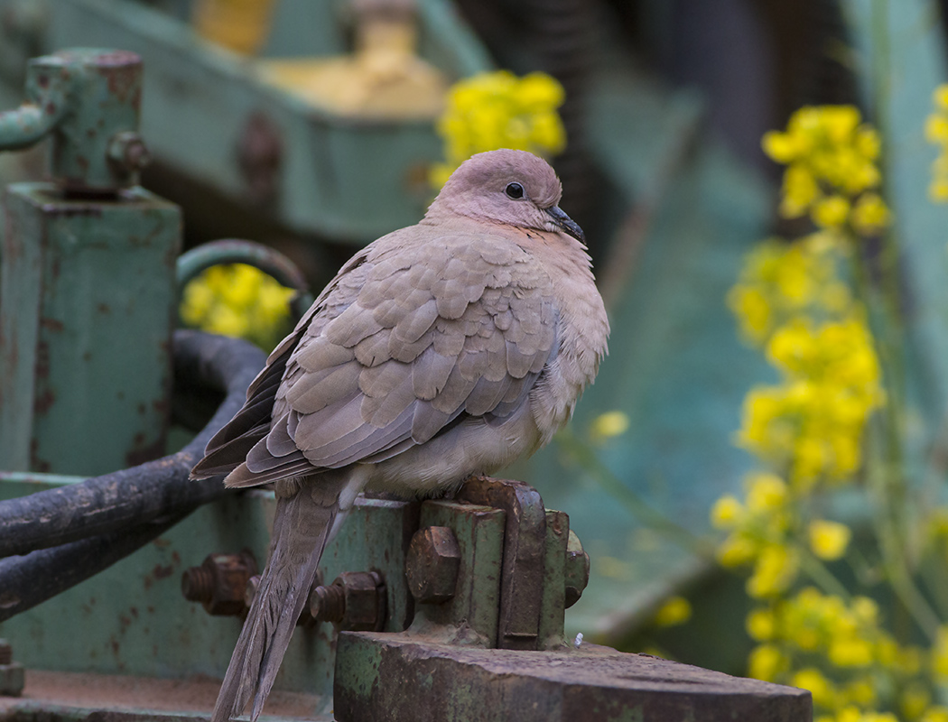Laughing Dove