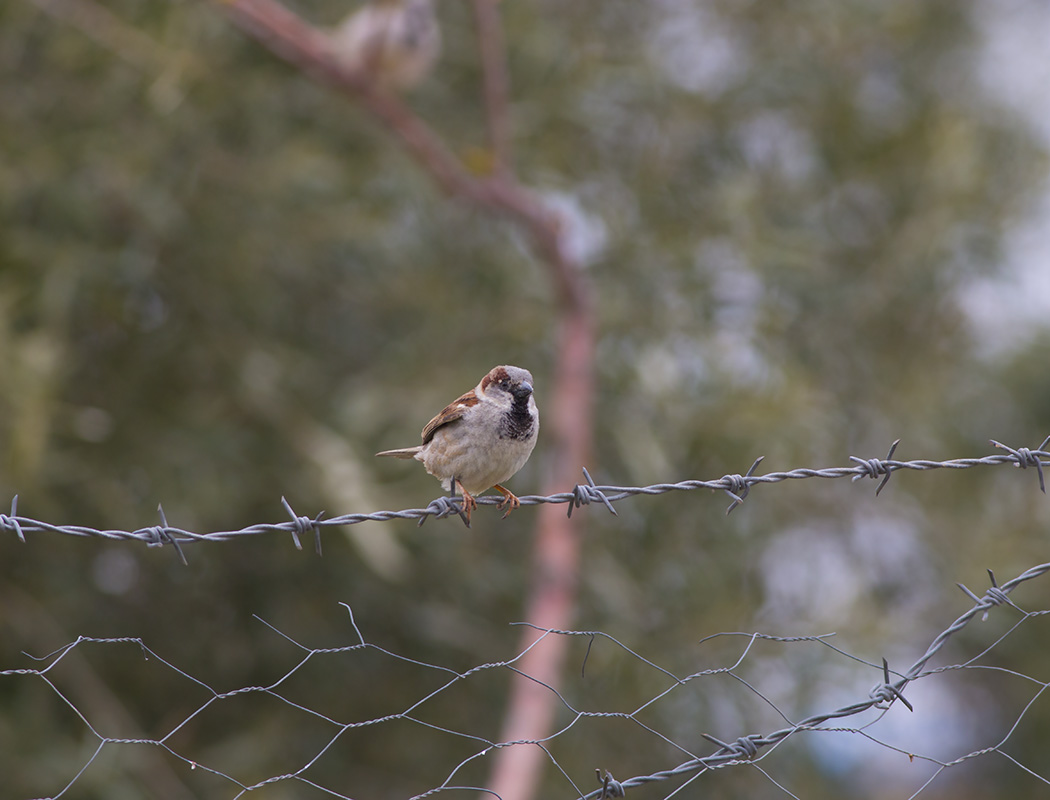 House Sparrow