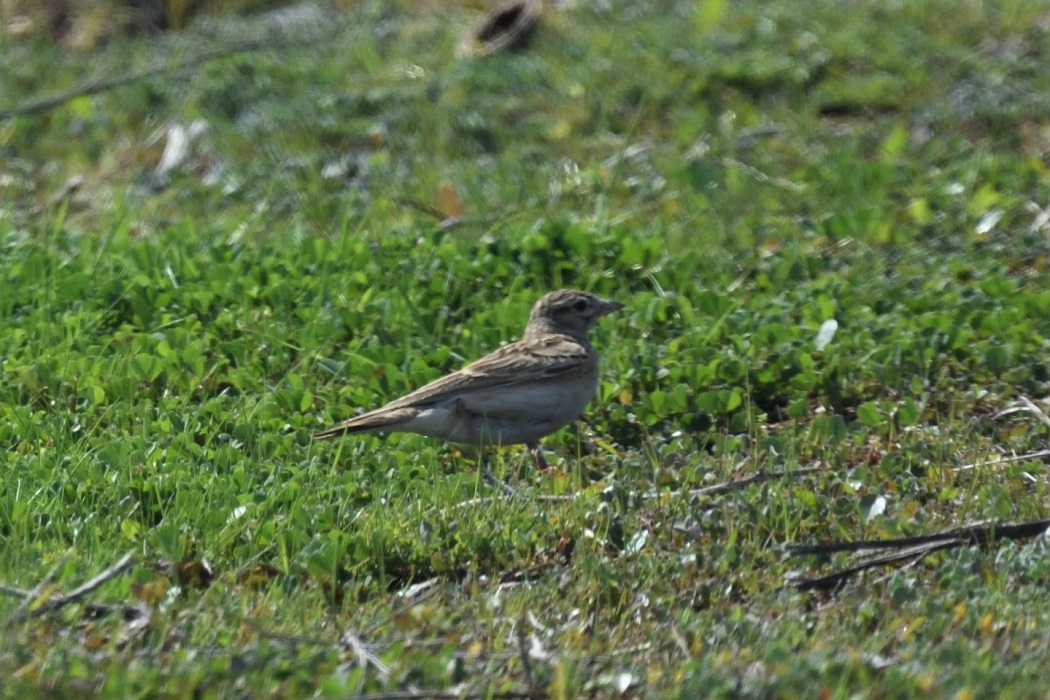 Greater Short-toed Lark