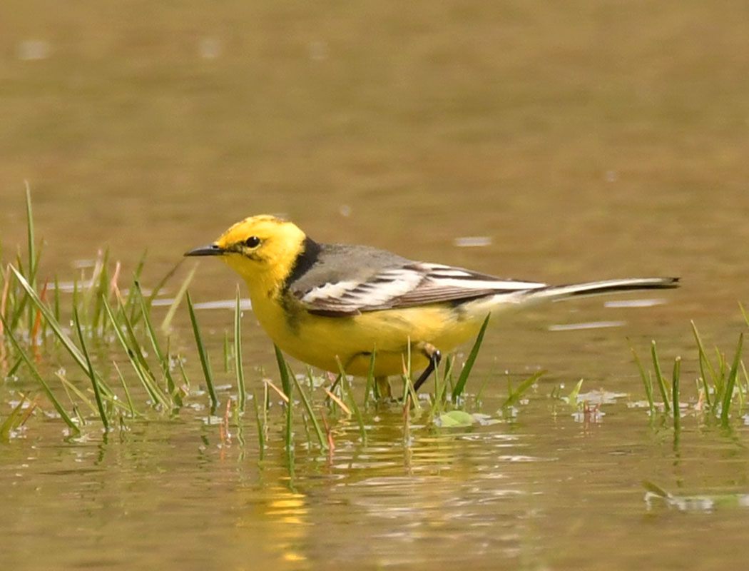 Citrine Wagtail