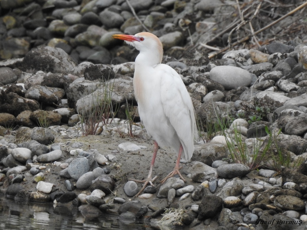 Western Cattle Egret
