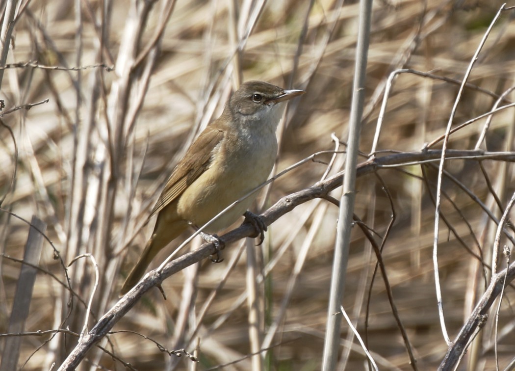 Great Reed Warbler