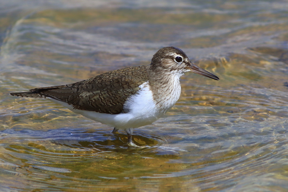 Common Sandpiper