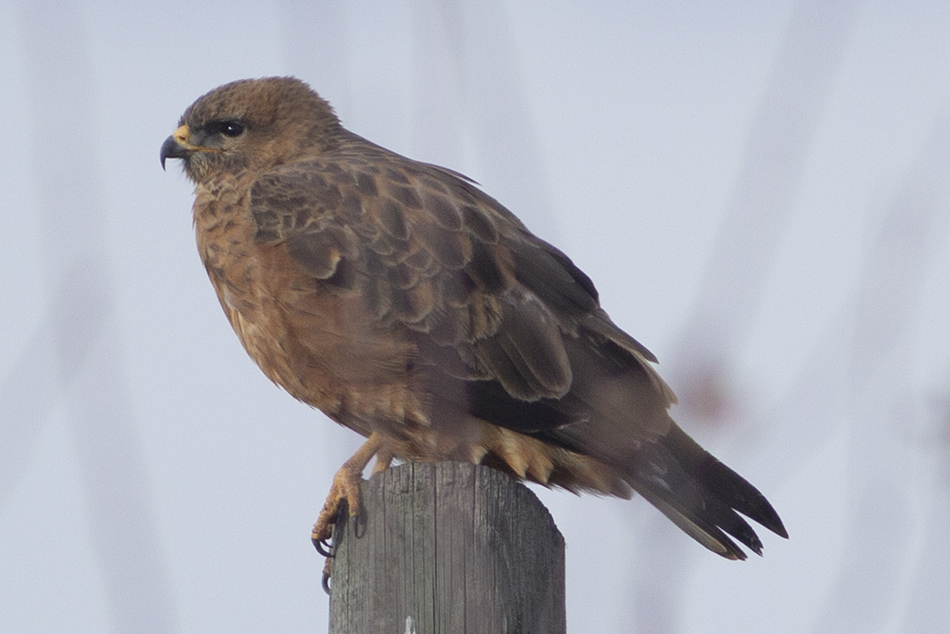Common Buzzard