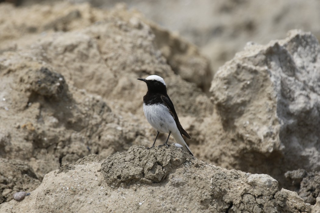 Hooded Wheatear