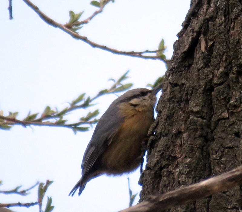 Eurasian Nuthatch