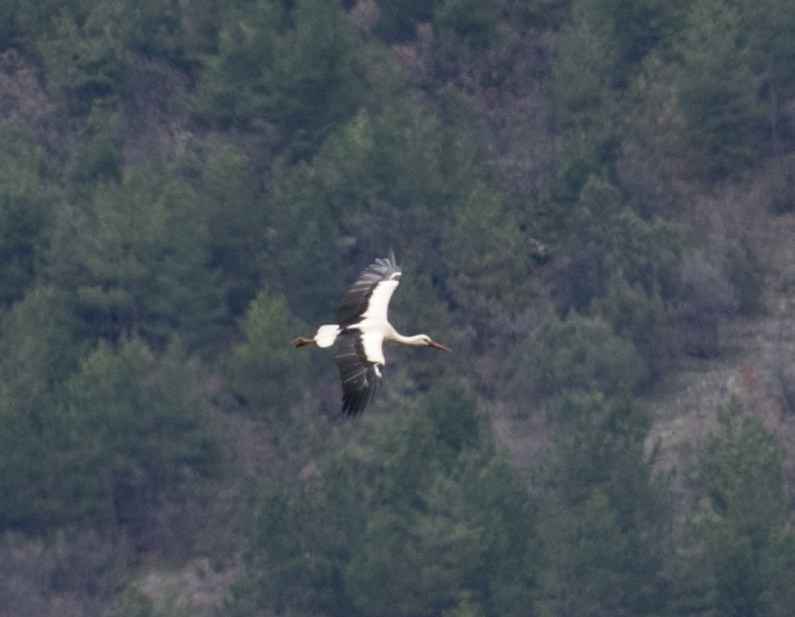 White Stork