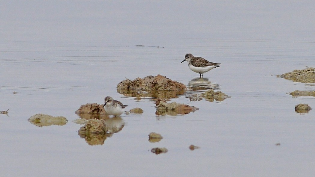 Little Stint