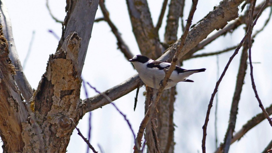 Collared Flycatcher