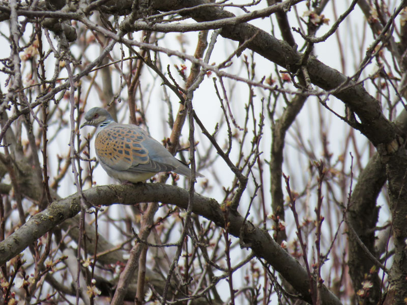 European Turtle Dove