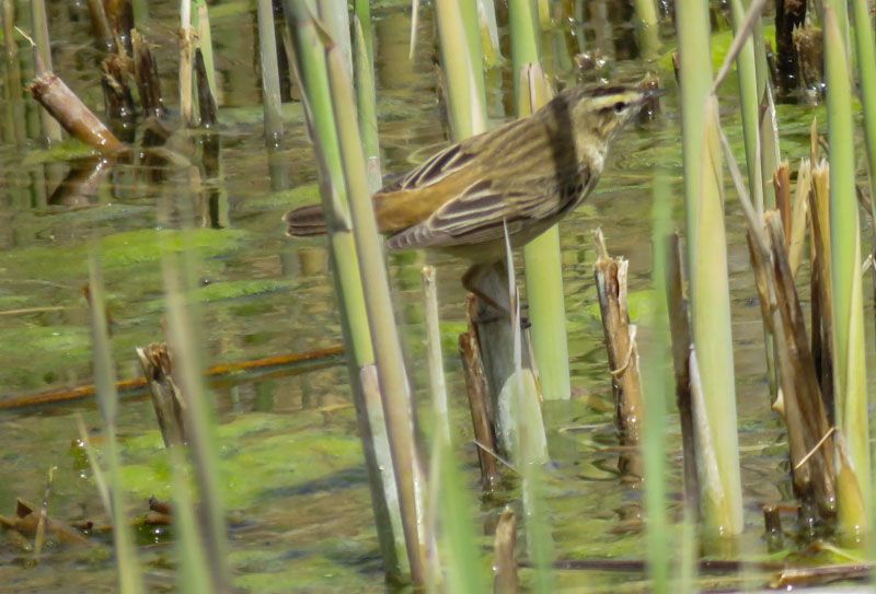 Sedge Warbler