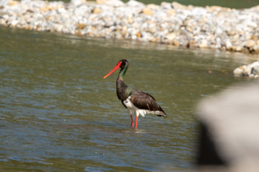 Black Stork