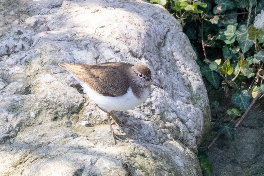 Common Sandpiper