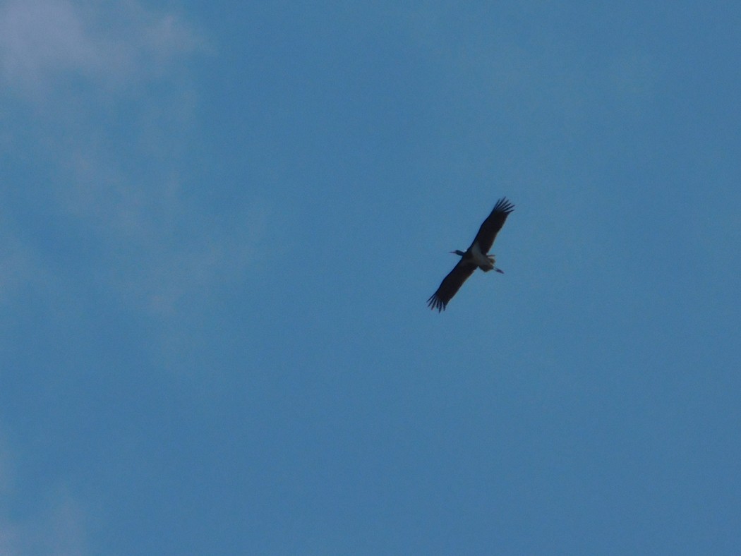 Black Stork