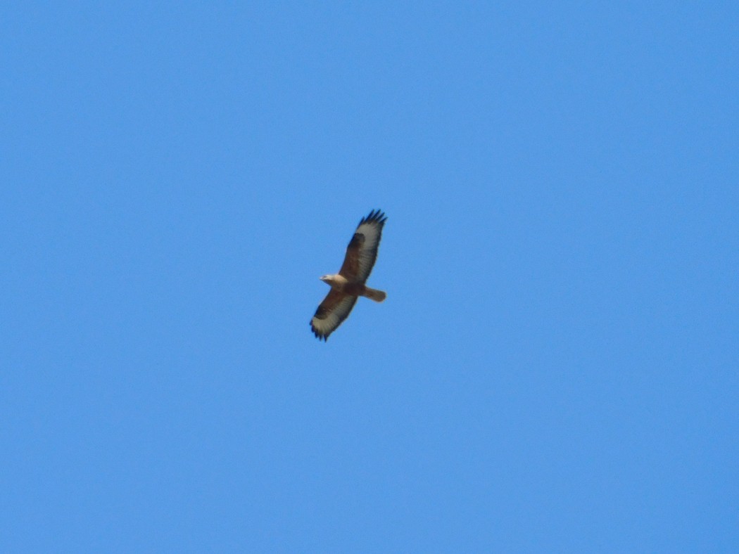 Long-legged Buzzard