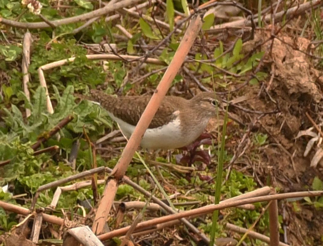 Common Sandpiper