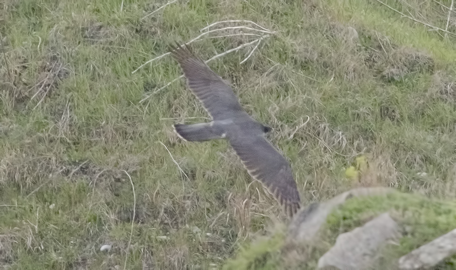 Eurasian Goshawk