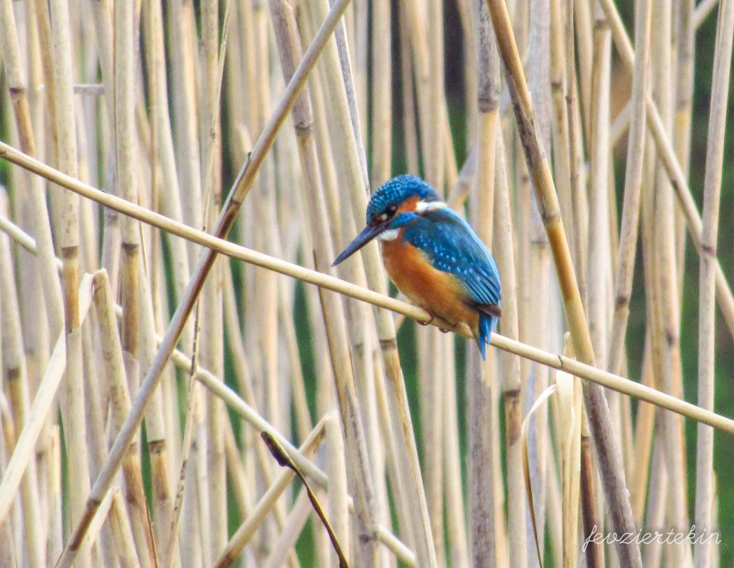 Common Kingfisher