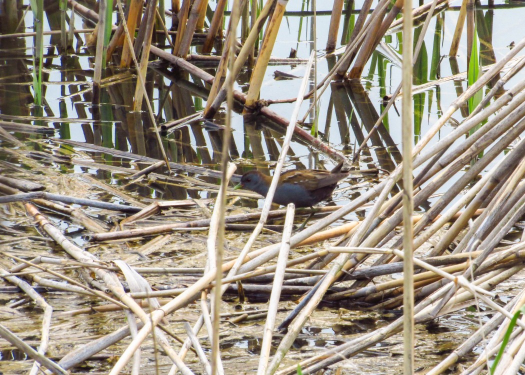 Little Crake