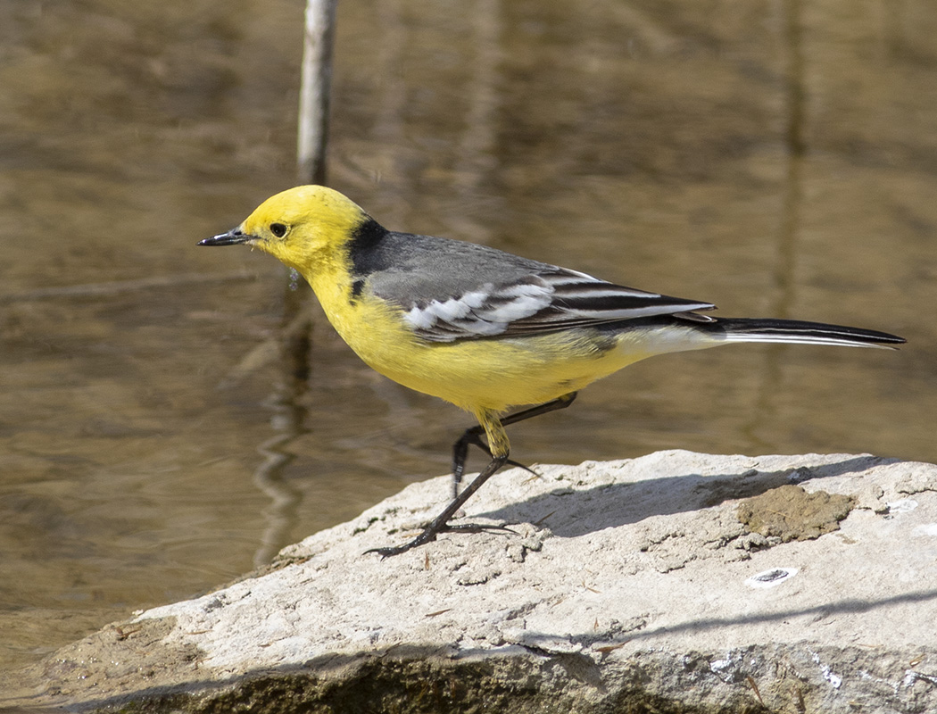 Citrine Wagtail