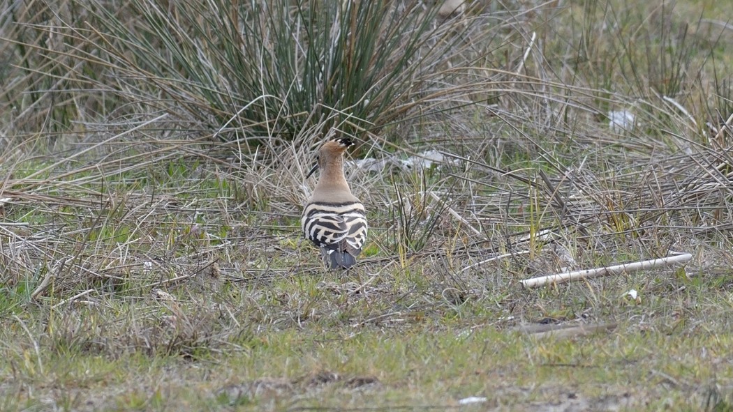 Common Hoopoe