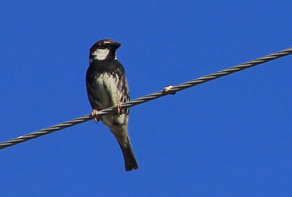 Spanish Sparrow