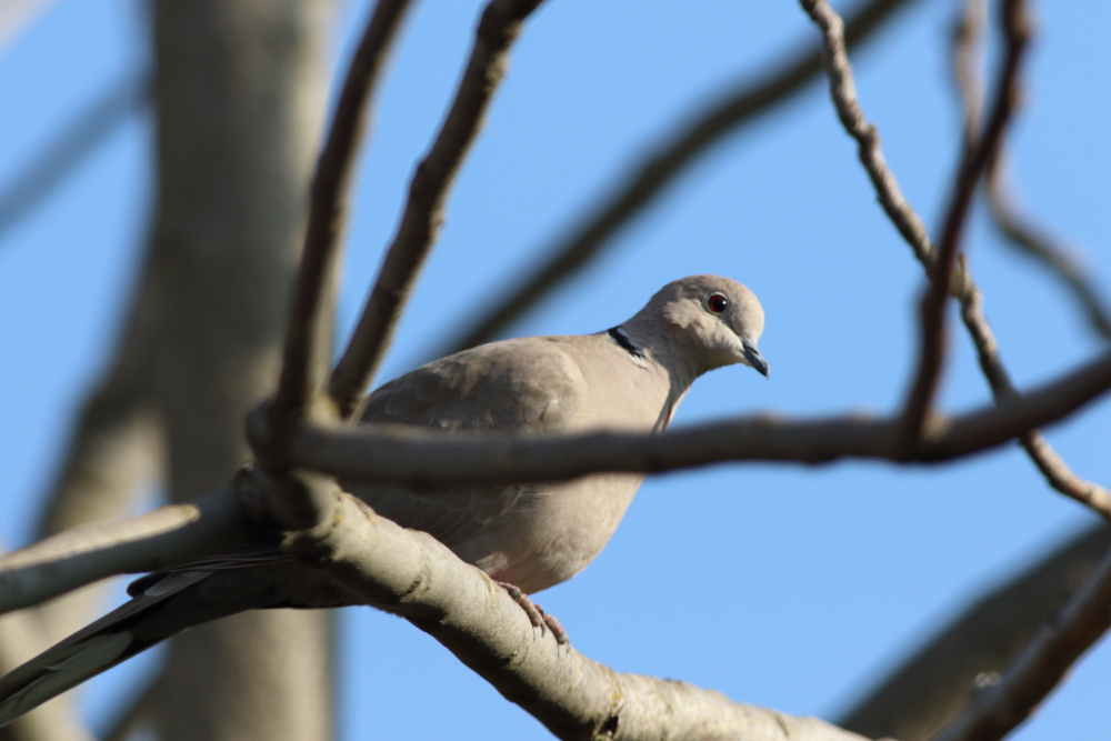 Eurasian Collared Dove
