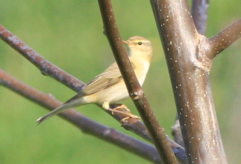 Willow Warbler