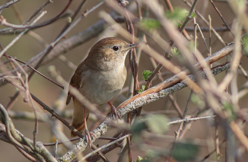 Common Nightingale