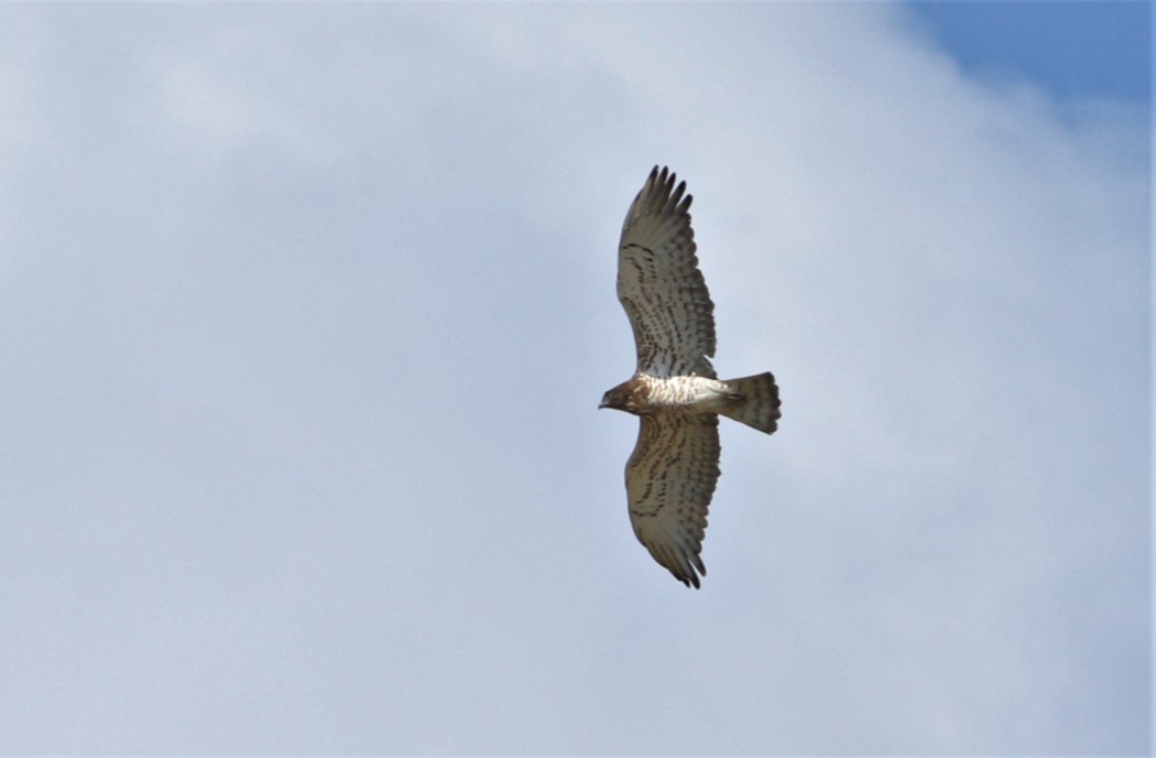 Short-toed Snake Eagle