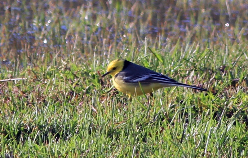 Citrine Wagtail
