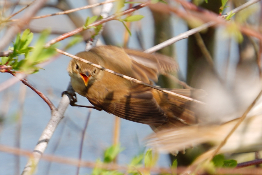 Savi`s Warbler