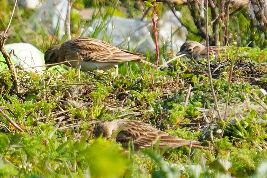 Greater Short-toed Lark
