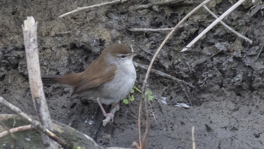 Cetti`s Warbler