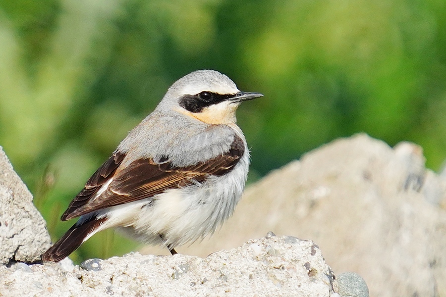 Northern Wheatear