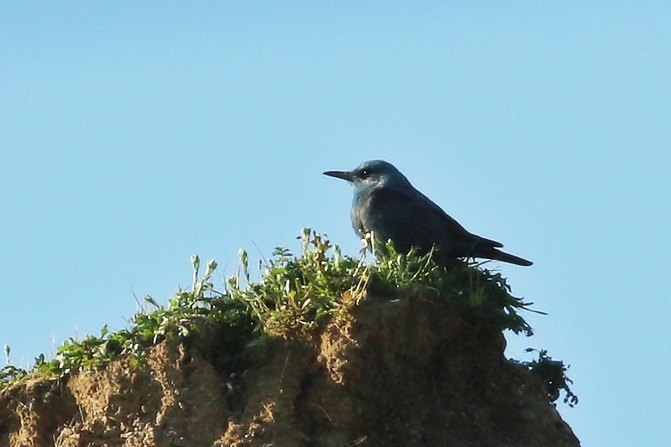 Blue Rock Thrush