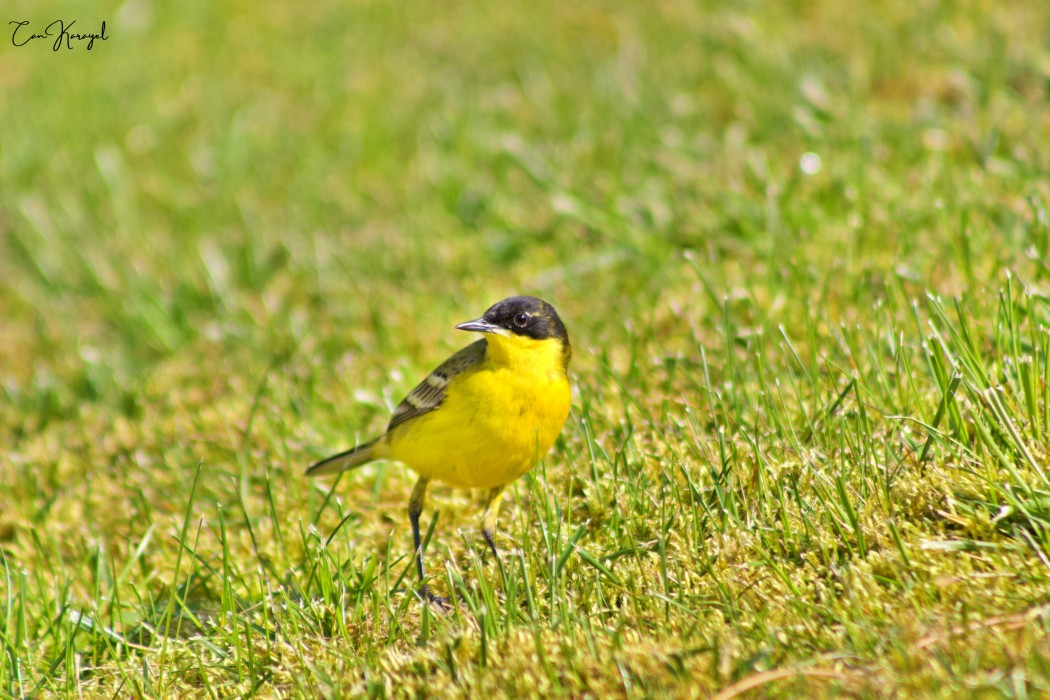 Western Yellow Wagtail