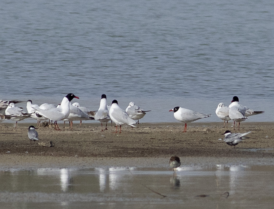 Whiskered Tern