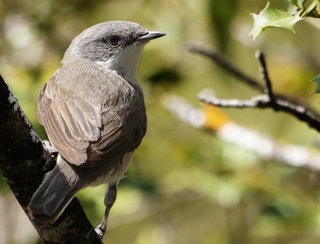Lesser Whitethroat