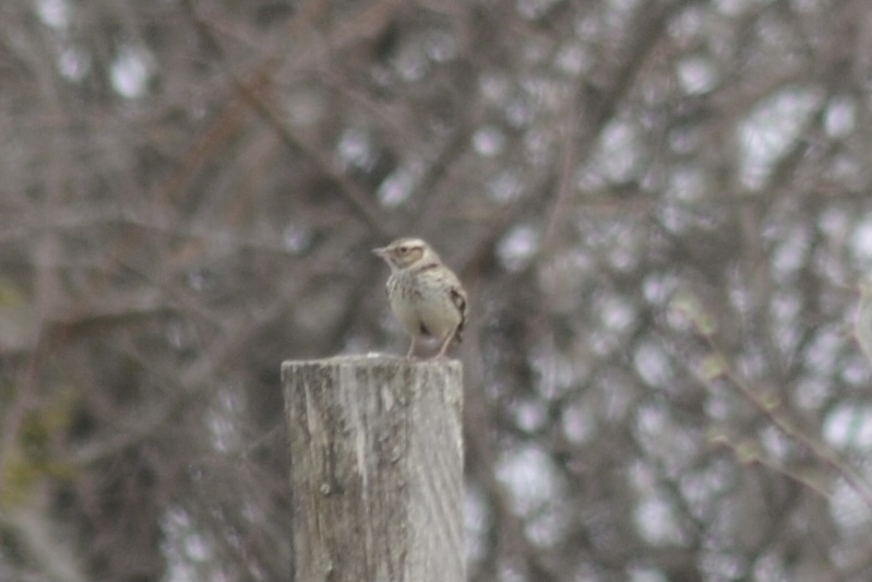 Woodlark