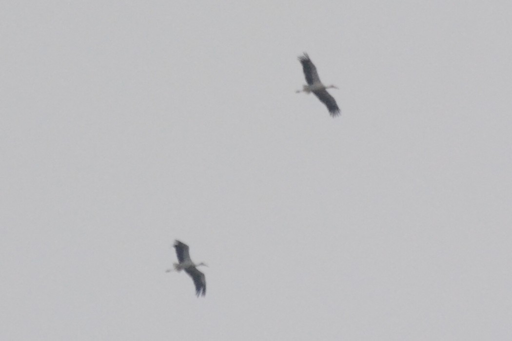 White Stork