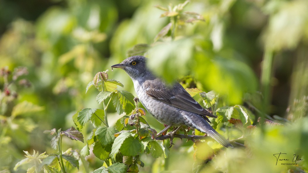 Barred Warbler